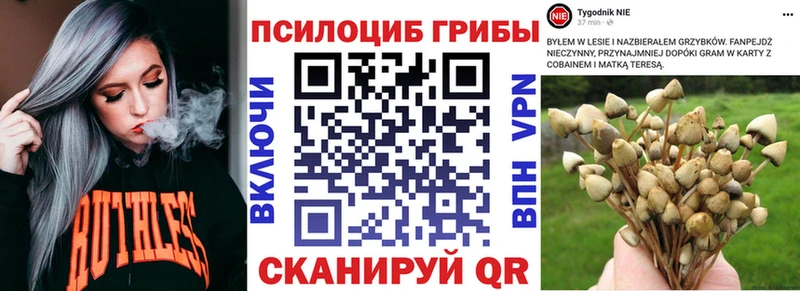 где купить наркоту  Новое Девяткино  Псилоцибиновые грибы Psilocybe 